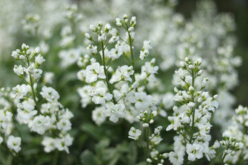 Close-up of gypsophila paniculata flowers blooming with tiny white petals and soft green stems.