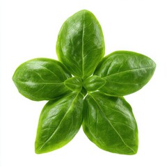 Obraz premium Fresh basil leaves close up isolated on white background
