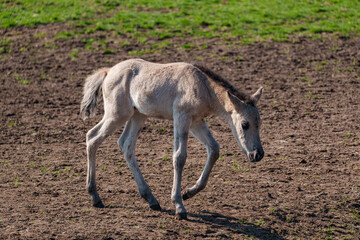 Fototapeta premium wildpferde im westlichen Münstertland