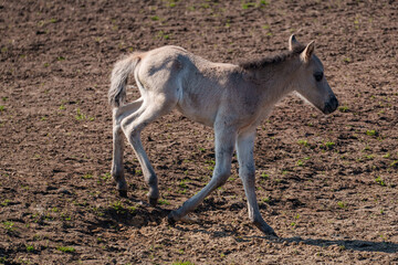 wildpferde im westlichen Münstertland