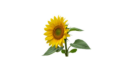 Fototapeta premium A vibrant sunflower with lush green leaves stands tall against a transparent background