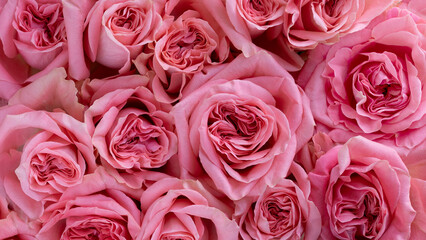 Macro photo scarlet roses, top view.