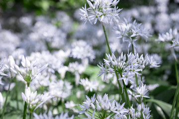 Close up shot of wild garlic blooms in spring in the park. Environmental ecology