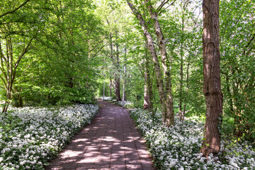Wild garlic blooms in spring in the park. Environmental ecology