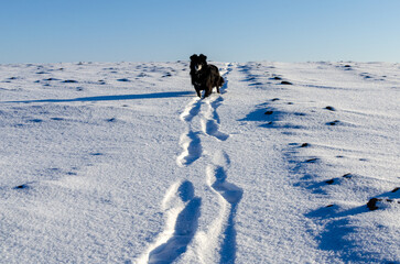 A black dog follows human footprints in the snow on a cold winter day, possibly during a hunt or long outdoor walk. A peaceful rural scene capturing the connection between human and dog in nature.