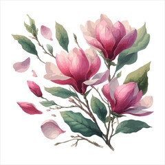 Botanical illustration, vibrant pink magnolia flowers