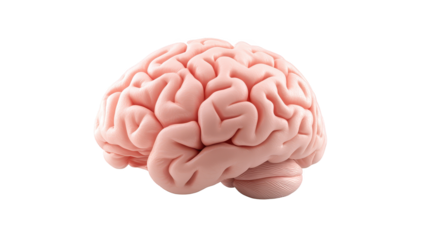 Human brain on white background, detailed exploration of anatomy and function
