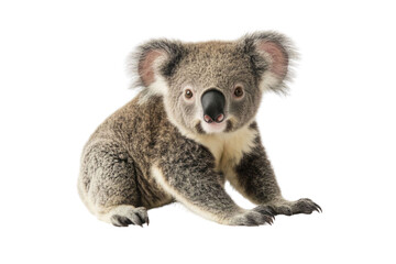 Young koala, Phascolarctos cinereus, 14 months old, sitting in front of white background PNG