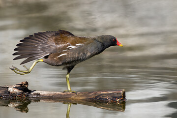 Teichhuhn, Teichralle (Gallinula chloropus) steht auf Schwemmholz und streckt einen Flügel und ein Bein aus - Baden-Württemberg, Deutschland