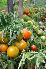 organically cultivated tomato plantation in the vegetable garden, vertical composition