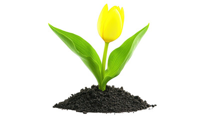 Closeup of a vibrant yellow tulip against dramatic black background, study in contrast and beauty