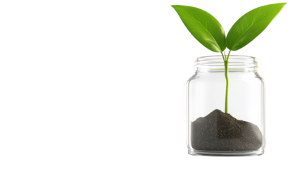 Charming potted plant in a glass jar, touch of green for home decor small