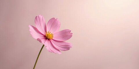 Fototapeta premium A Delicate Pink Flower on a Soft Background, a Symbol of Springtime and Renewal