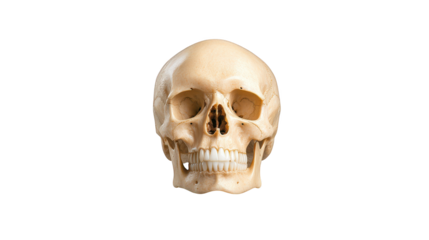 Dramatic closeup of human skull on black background, a gothic and anatomical study