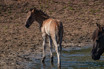 Fohlen im Münsterland