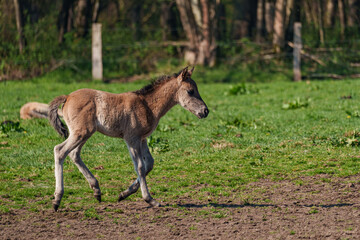 Fohlen im Münsterland