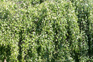 Green natural background of birch foliage on a sunny summer day.