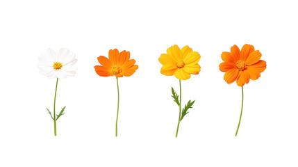 Obraz premium Striking contrast, four orange and white flowers on a dark background three