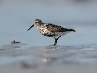 Dunlin, Calidris alpina