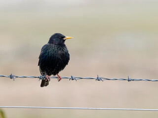 Starling, Sturnus vulgaris, Hebrides race
