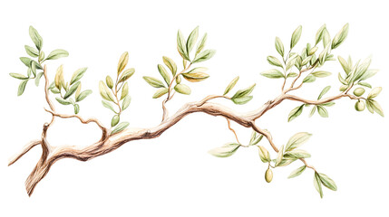 Fototapeta premium olive tree twig branch isolated on white background