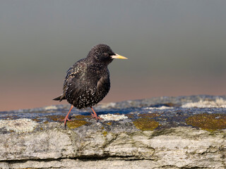 Starling, Sturnus vulgaris, Hebrides race