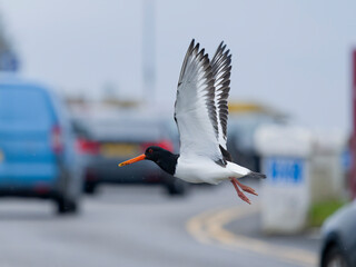Oystercatcher, Haematopus ostralegus
