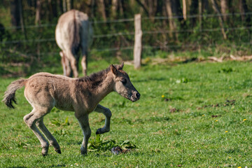 Wildpferde in westfalen