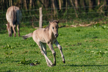 Wildpferde in westfalen
