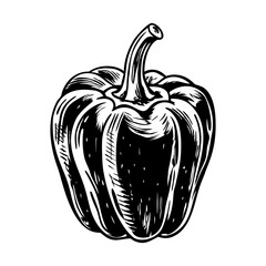 A bell pepper illustration in hand drawn style