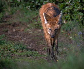 Portrait of a Maned Wolf (Chrysocyon brachyurus)