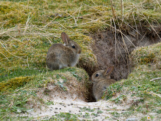 Rabbit, Oryctolagus cuniculus,
