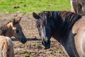 Fototapeta premium Wildpferde in westfalen