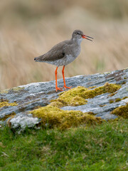 Redshank, Tringa totanus,