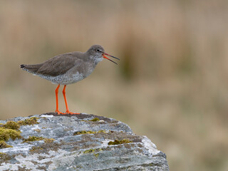 Redshank, Tringa totanus,