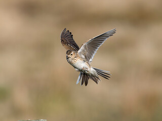 Skylark, Alauda arvensis