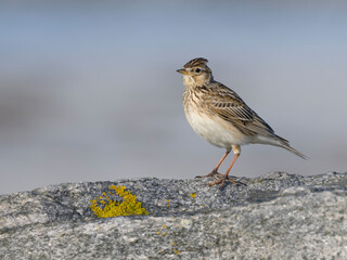 Skylark, Alauda arvensis