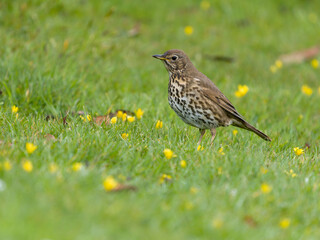 Song thrush, Turdus philomelos