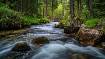 Serene Forest River: A Tranquil Escape in Nature's Embrace