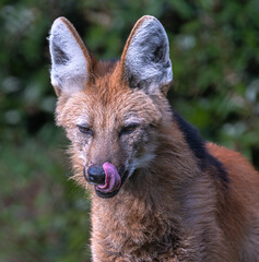 Portrait of a Maned Wolf (Chrysocyon brachyurus)
