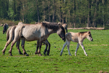 Pferde im M&uuml;nsterland