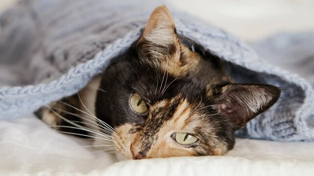 beautiful brown three colors adult domestic tortoiseshell cat with white breast dozing on bed in peaceful setting, grooming, hygiene and care, concept caring, keeping four-legged pet