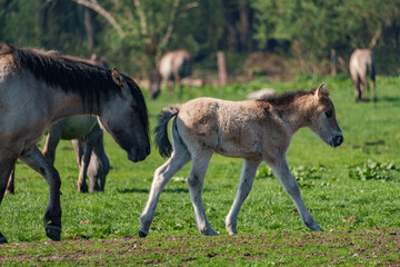 Wildpferde im Münsterland