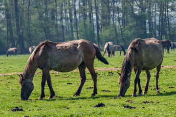 Fototapeta premium Wildpferde im Münsterland