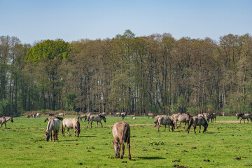 Wildpferde im Münsterland