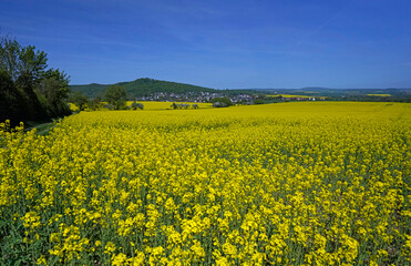 Obraz premium Nordhessische Frühlingslandschaft mit Raps