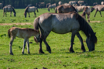 Wildpferde im Münsterland