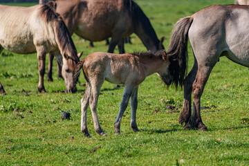 Wildpferde im Münsterland