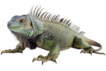 Obraz premium common green American iguana - Iguana iguana - is a large, arboreal, mostly herbivorous species of lizard Isolated on white background. PNG