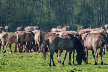 Fototapeta premium Wildpferde im Münsterland
